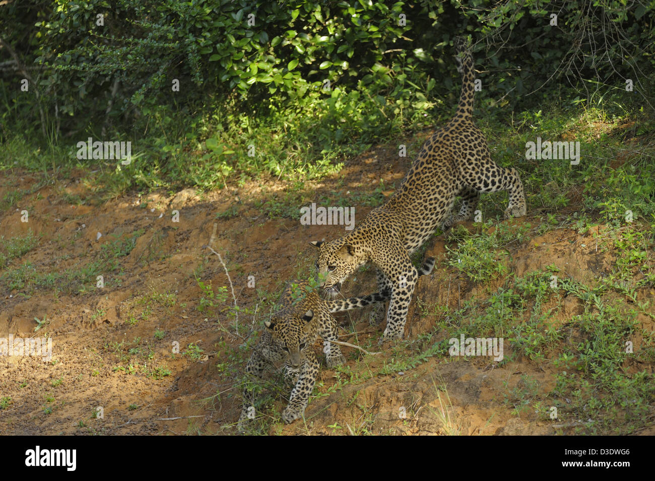 Leopard in Yala National Park, Sri Lanka Foto Stock