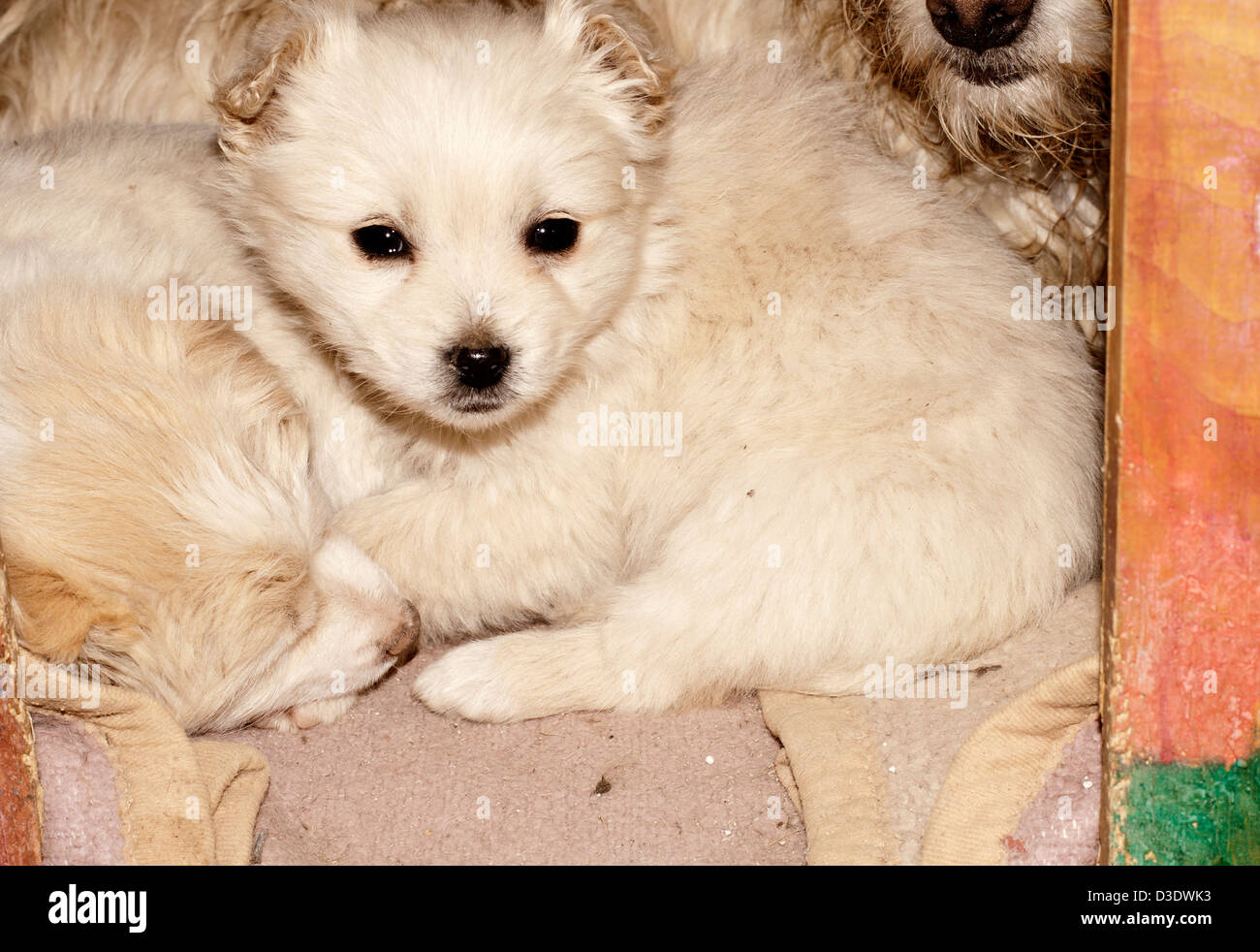 Famiglia di cane Foto Stock