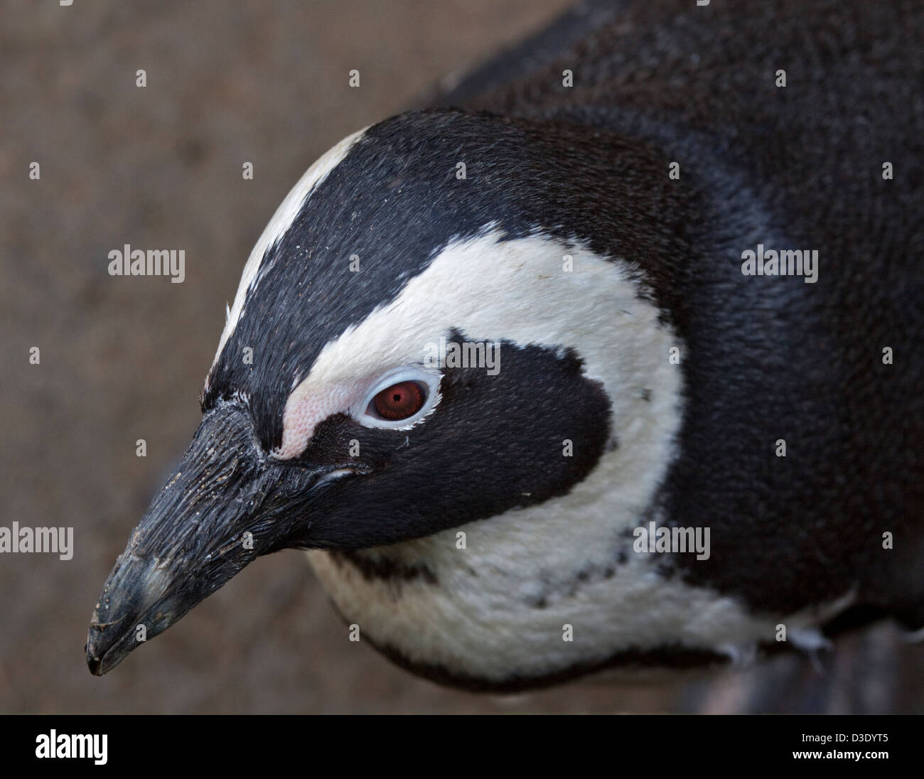 Nero Footed/Pinguino africano (Spheniscus demersus) Foto Stock