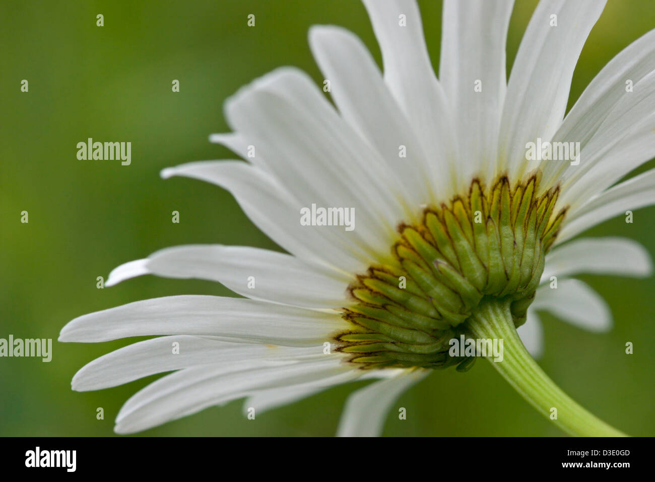 Wild daisy petali di fiore bianco Foto Stock