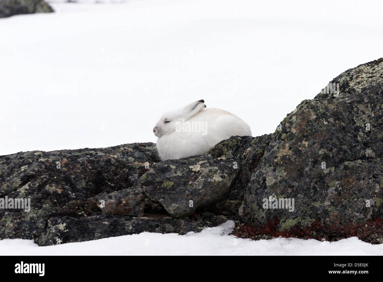 Artico coniglio lepre bunny tundra invernale pasqua bianco Foto Stock