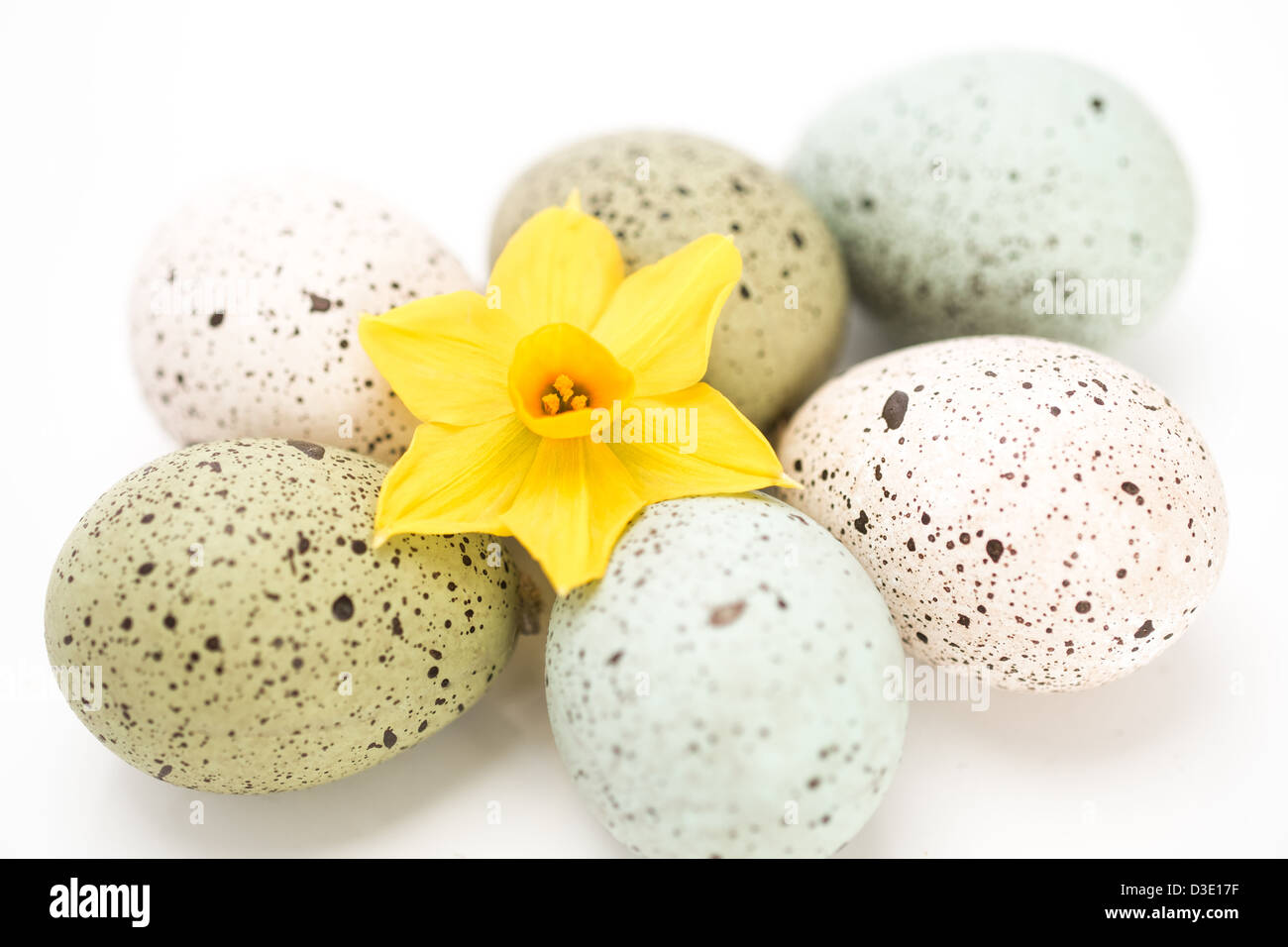 Chiazzato uova con Daffodil fiore. Pasqua, la molla. Foto Stock