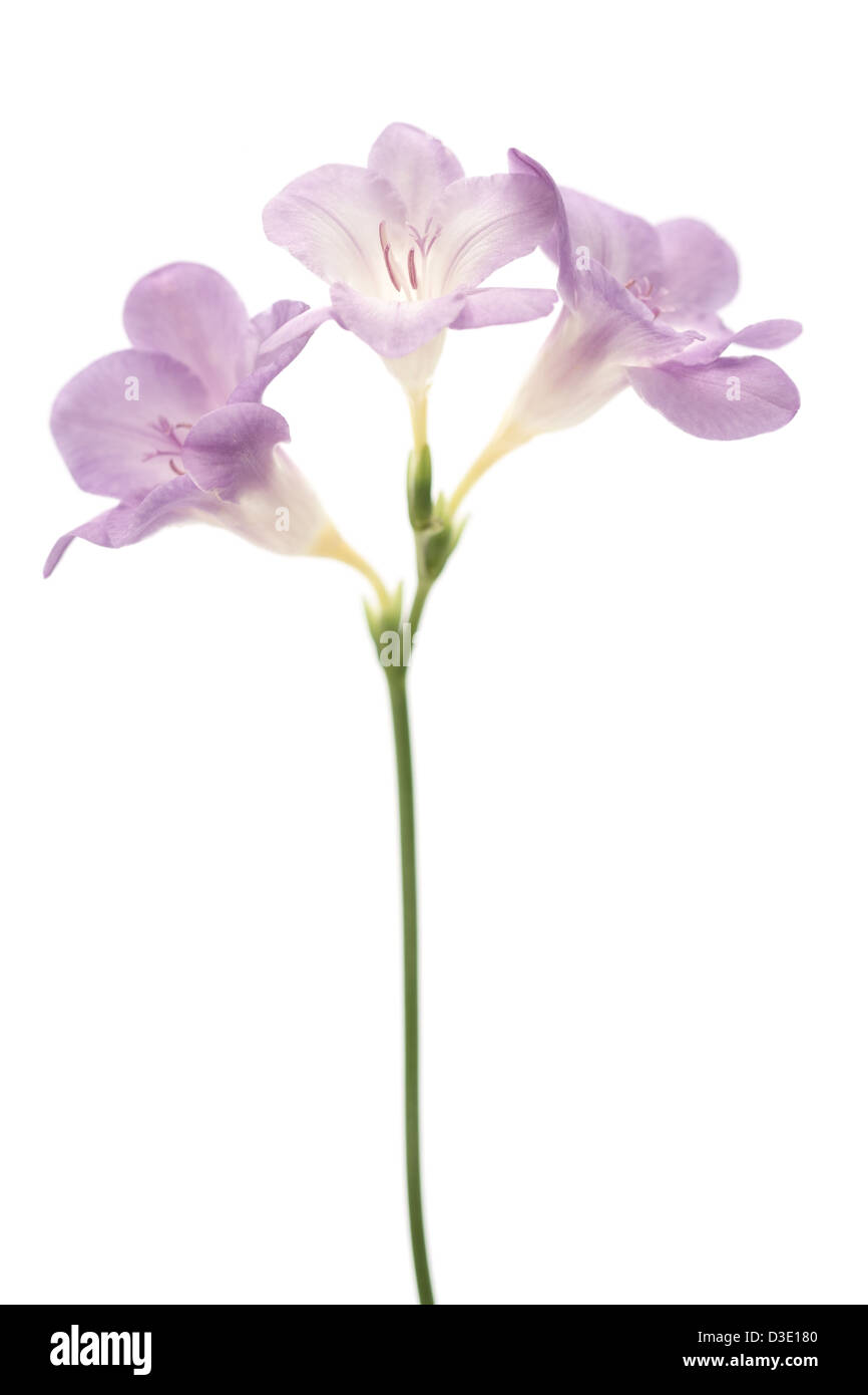 Chiudere l immagine della Malva / Viola Fresia fiori su uno sfondo bianco. Foto Stock