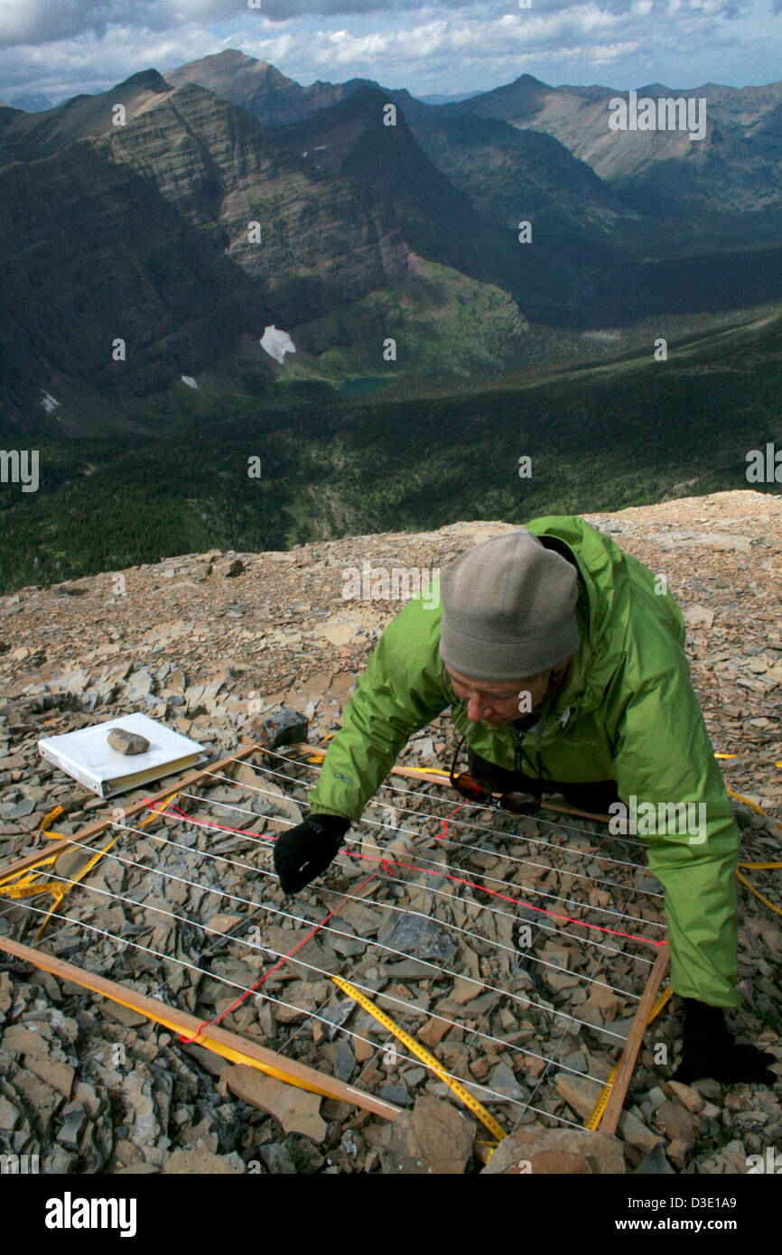 L'indagine della vegetazione sul Pitamakan Peak, parte del Glacier National Park, è condotta nell'ambito del progetto di ricerca G.L.O.R.I.A.. Lo studio si concentra sulla vita vegetale negli ecosistemi alpini del parco e contribuisce alla comprensione della biodiversità del parco. Foto Stock