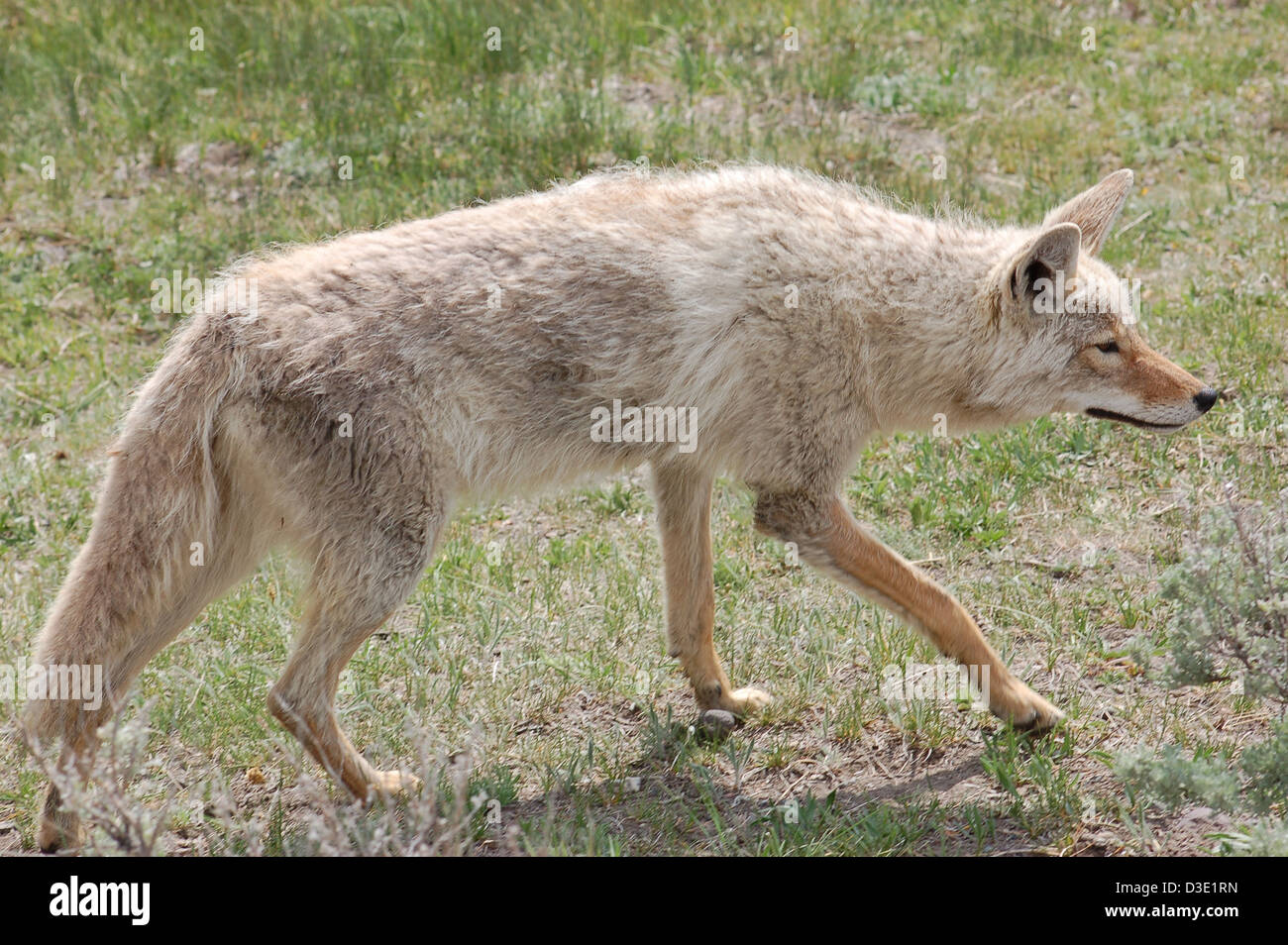 Coyote, Canis latrans Lestes, muovendosi attraverso uno spazio aperto nel Parco Nazionale di Yellowstone. Foto Stock