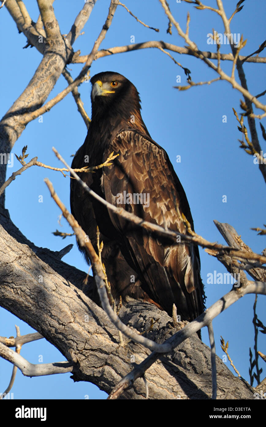 Aquila reale (Aquila chrysaetos), appollaiato in un albero sorvegliare i vasti spazi aperti del Wyoming su un caldo e soleggiato pomeriggio invernale Foto Stock