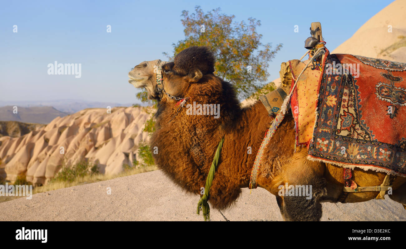 Lavorando Bactrian camel (Camelus bactrianus) pronta per corse a Uchisar Cappadocia Turchia Foto Stock