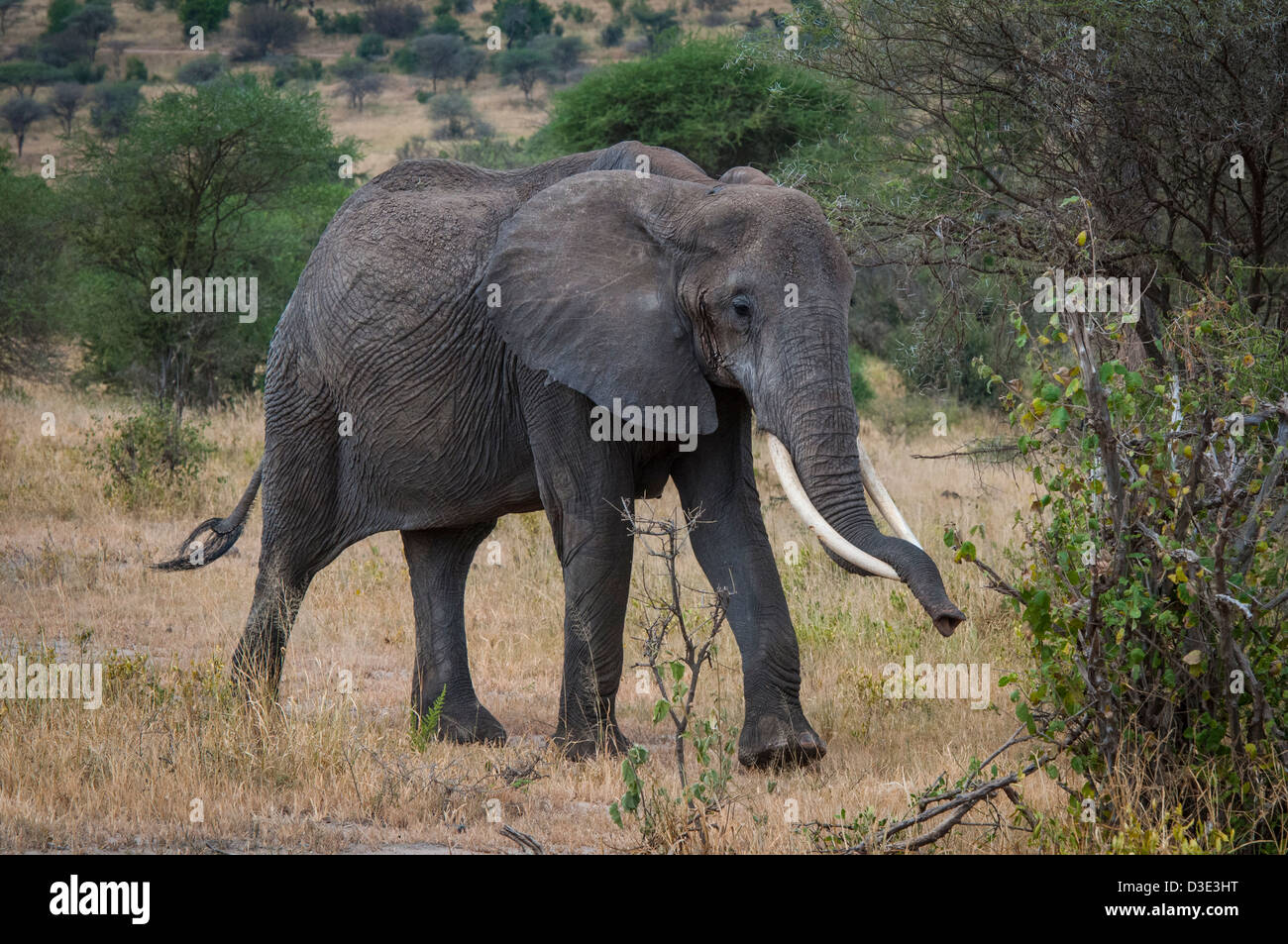 Grande elefante in appoggio il suo tronco sulle sue zanne lunghe Foto Stock