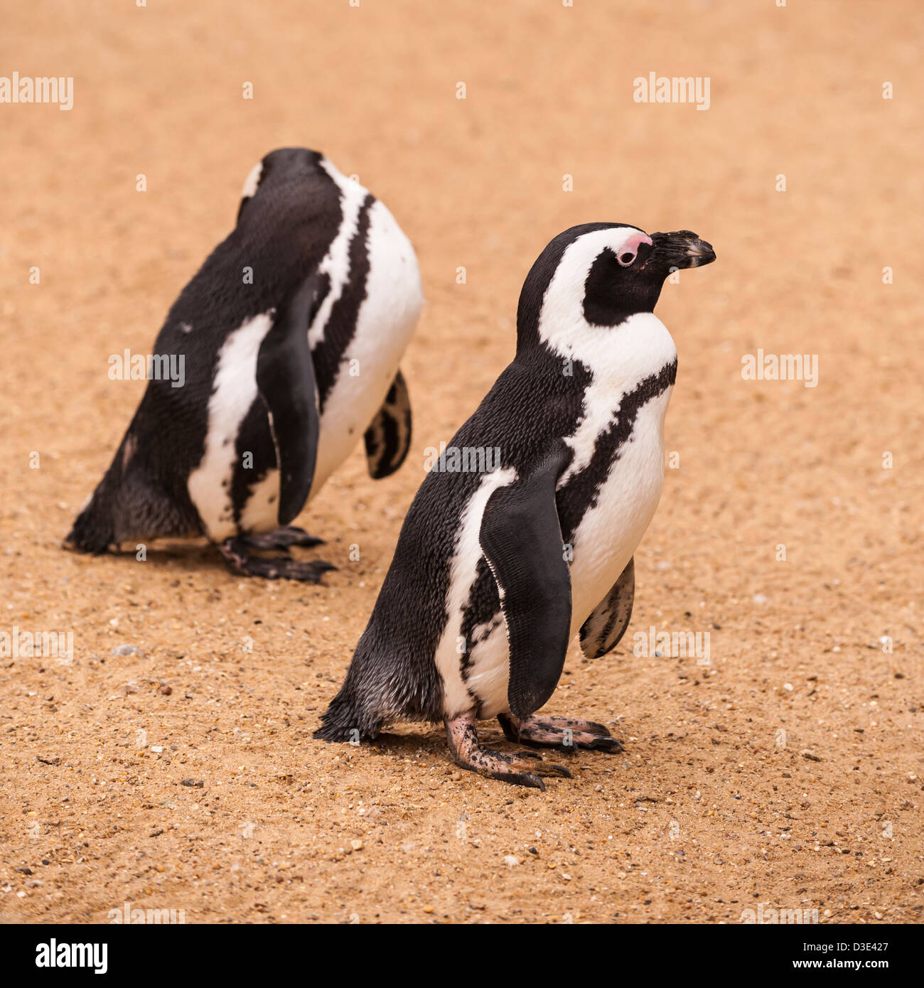 Un captive Black-Footed Penguin ( Spheniscus demersus ) che vivono allo stato selvatico in Sud Africa Foto Stock