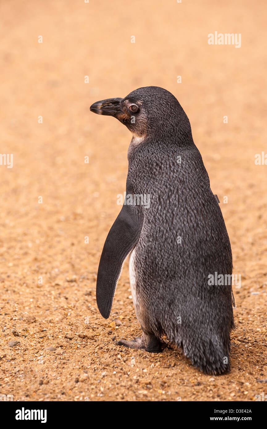 Un captive Black-Footed Penguin ( Spheniscus demersus ) che vivono allo stato selvatico in Sud Africa Foto Stock