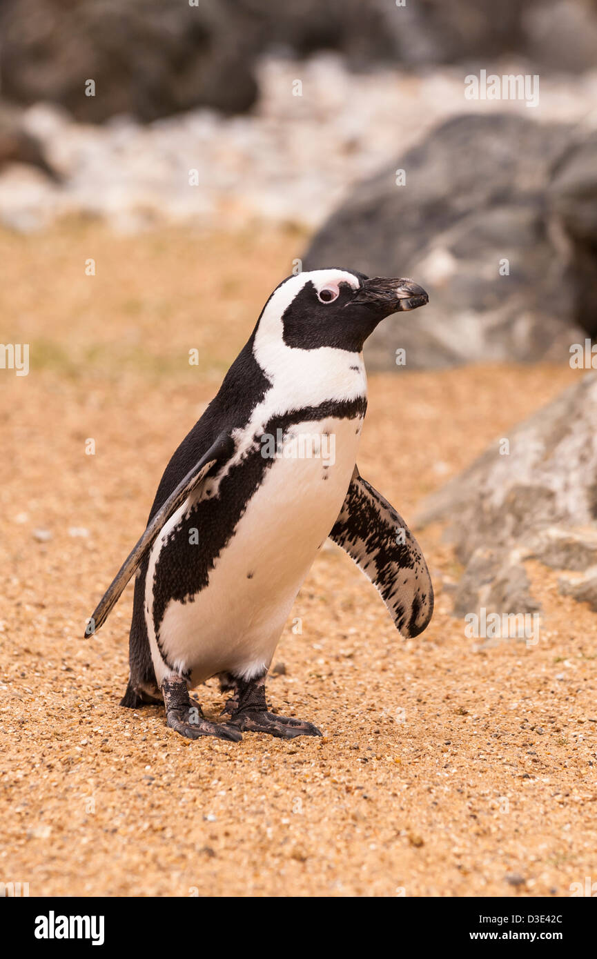 Un captive Black-Footed Penguin ( Spheniscus demersus ) che vivono allo stato selvatico in Sud Africa Foto Stock