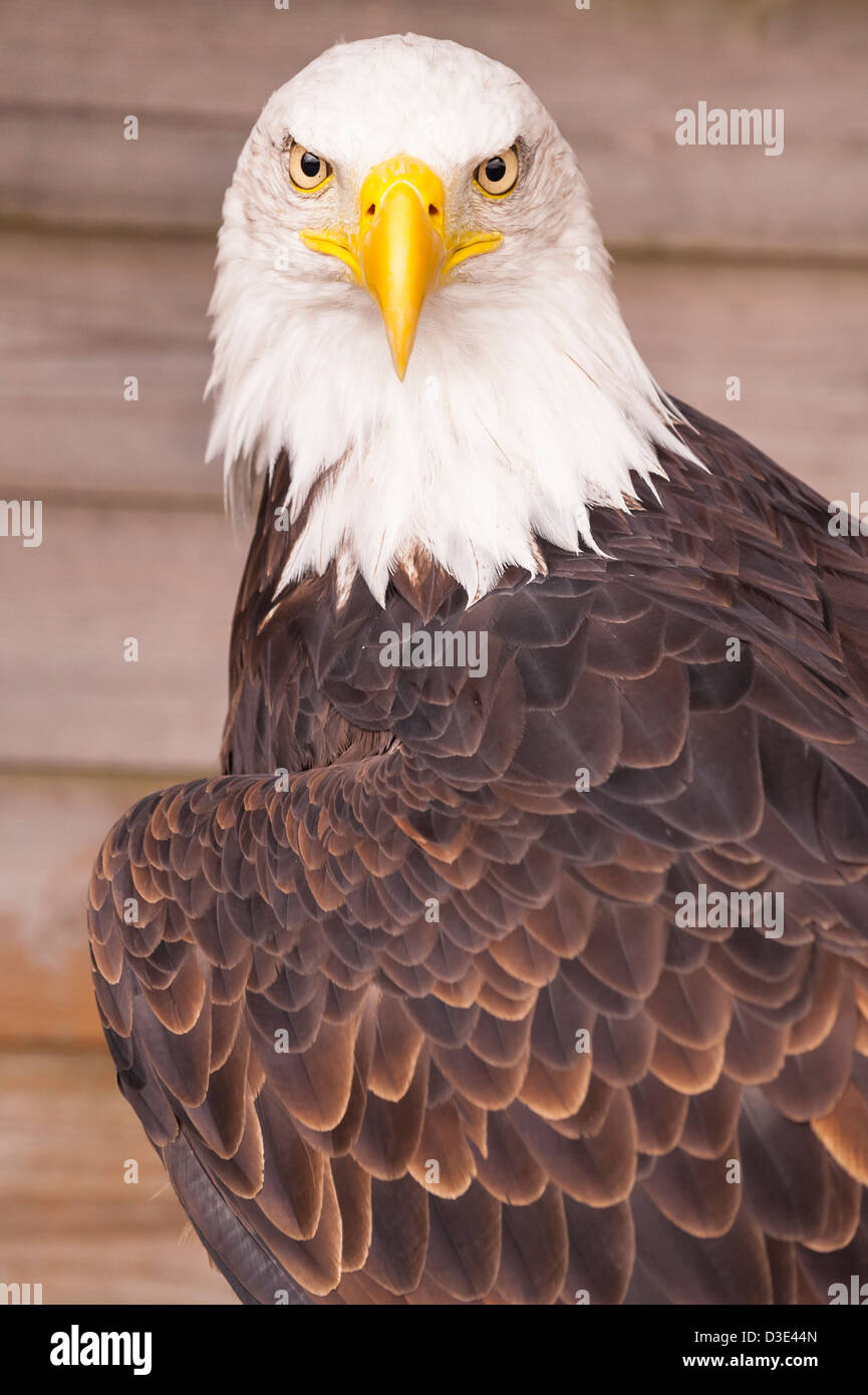 Un captive aquila calva ( Haliaeetus leucocephalus ) Foto Stock