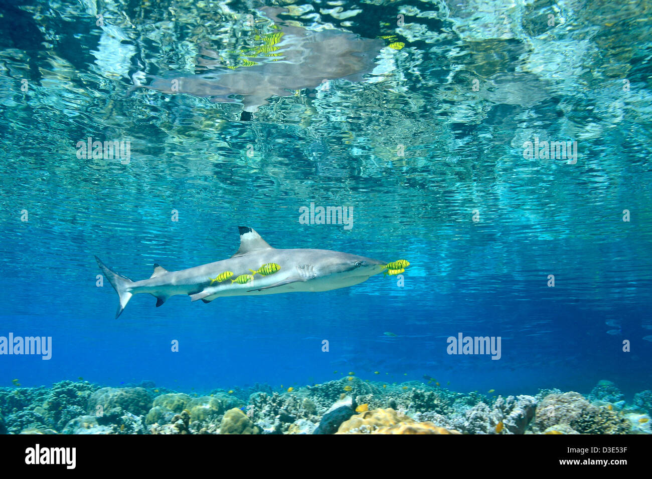 Blacktip Reef Shark Carcharhinus melanopterus nuoto in acque poco profonde al di sopra di barriera corallina con i capretti carango pilotfish Gnathanodon speciosus Foto Stock