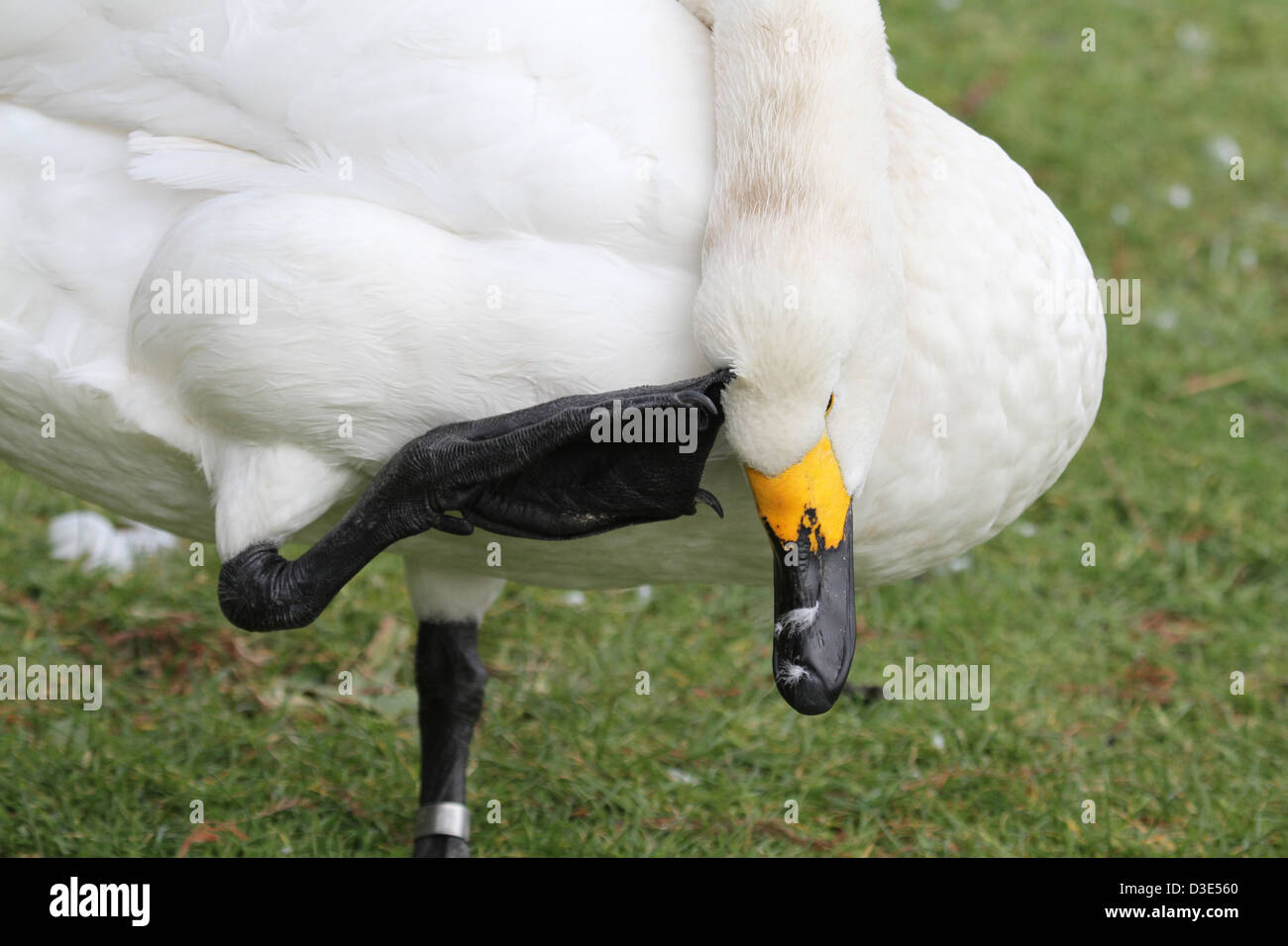 Swan graffiare la sua testa con i piedi Foto Stock