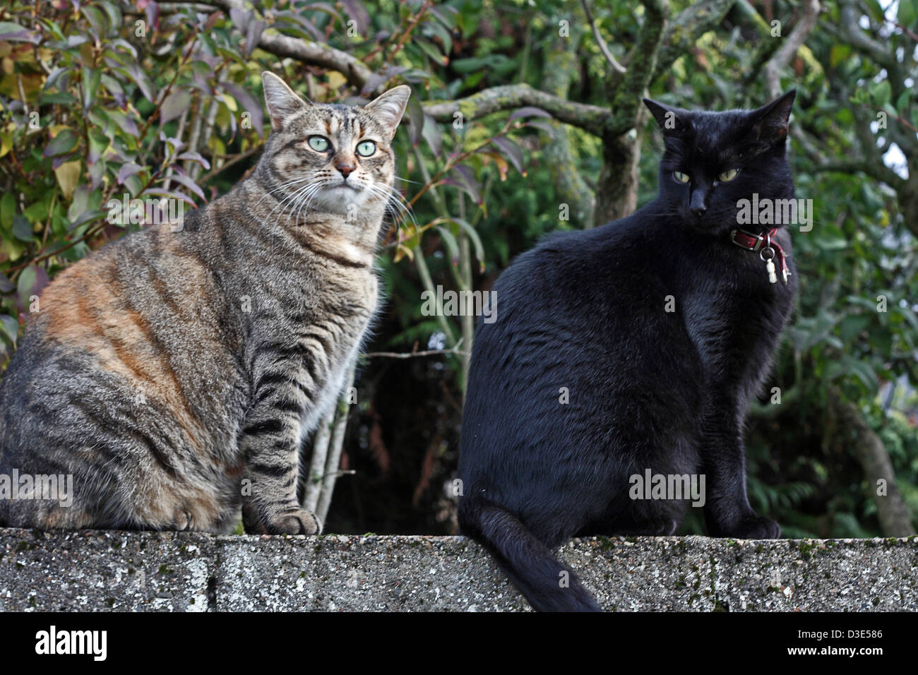 Tabby cat e il gatto nero seduto su una parete. Foto Stock