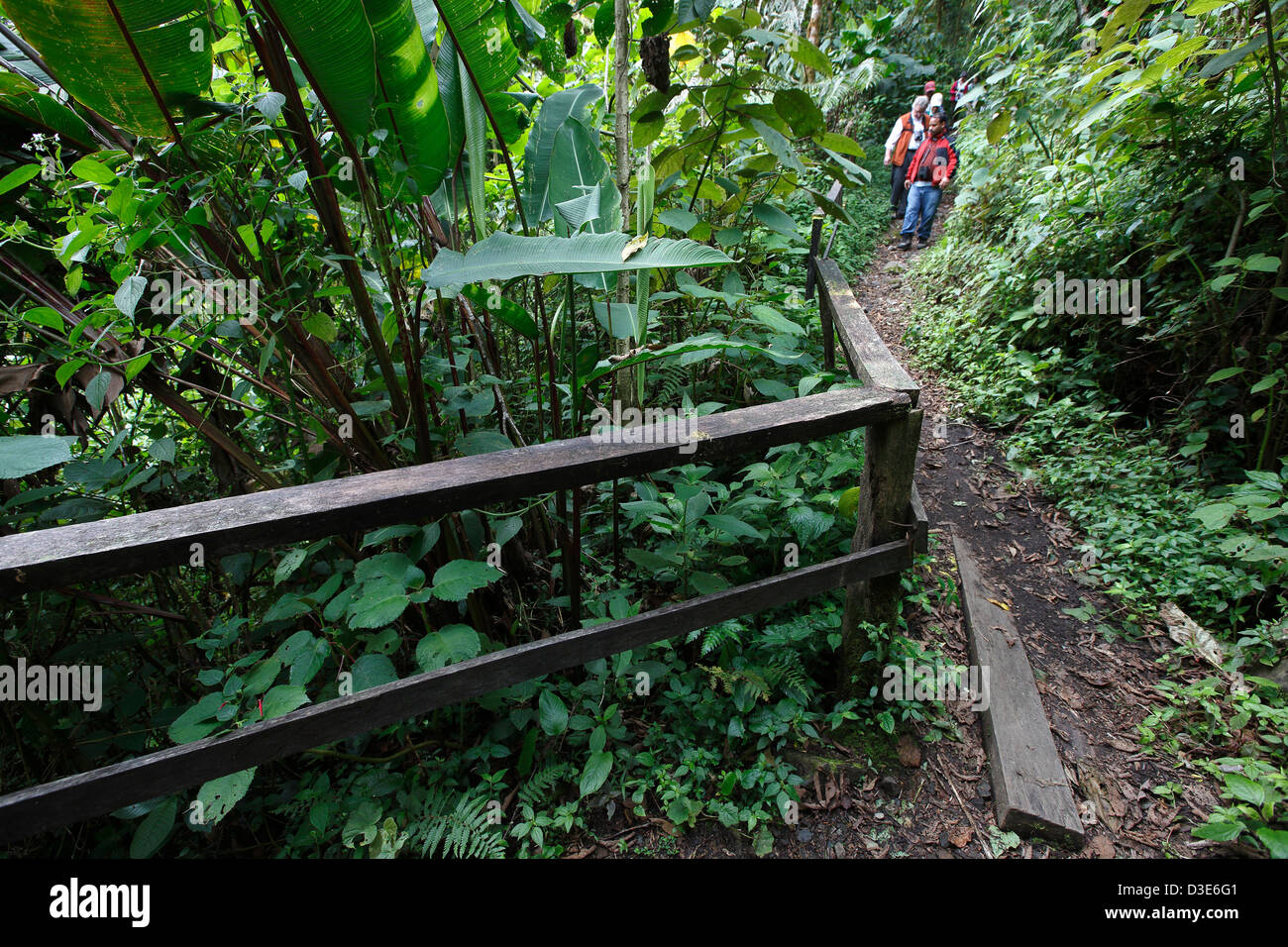 Rain Forest trail, Parque Nacional La Amistad, Panama Foto Stock