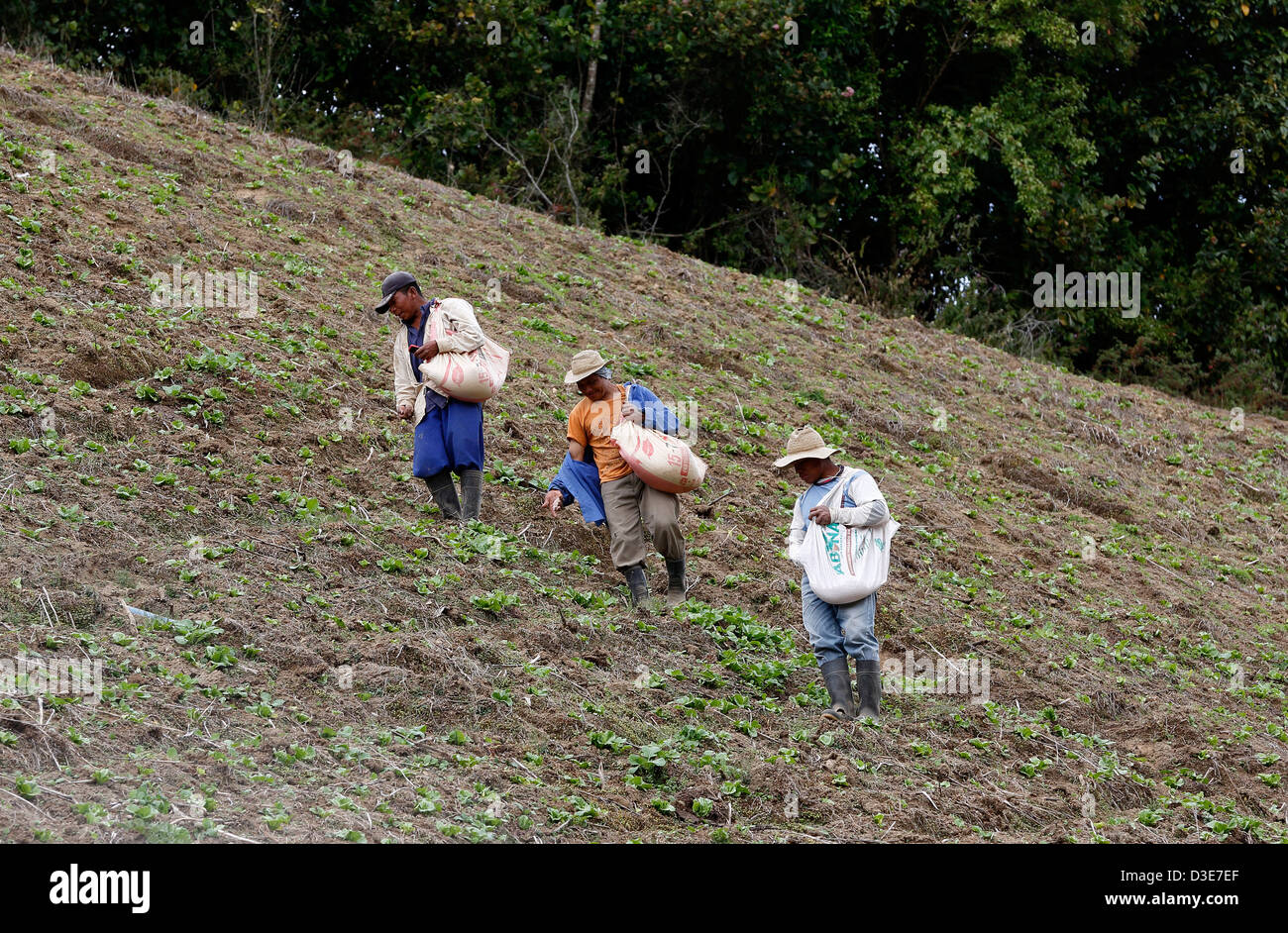 I lavoratori lo spandimento di fertilizzante a mano su una ripida collina coltivata, Guadalupe, Panama Foto Stock