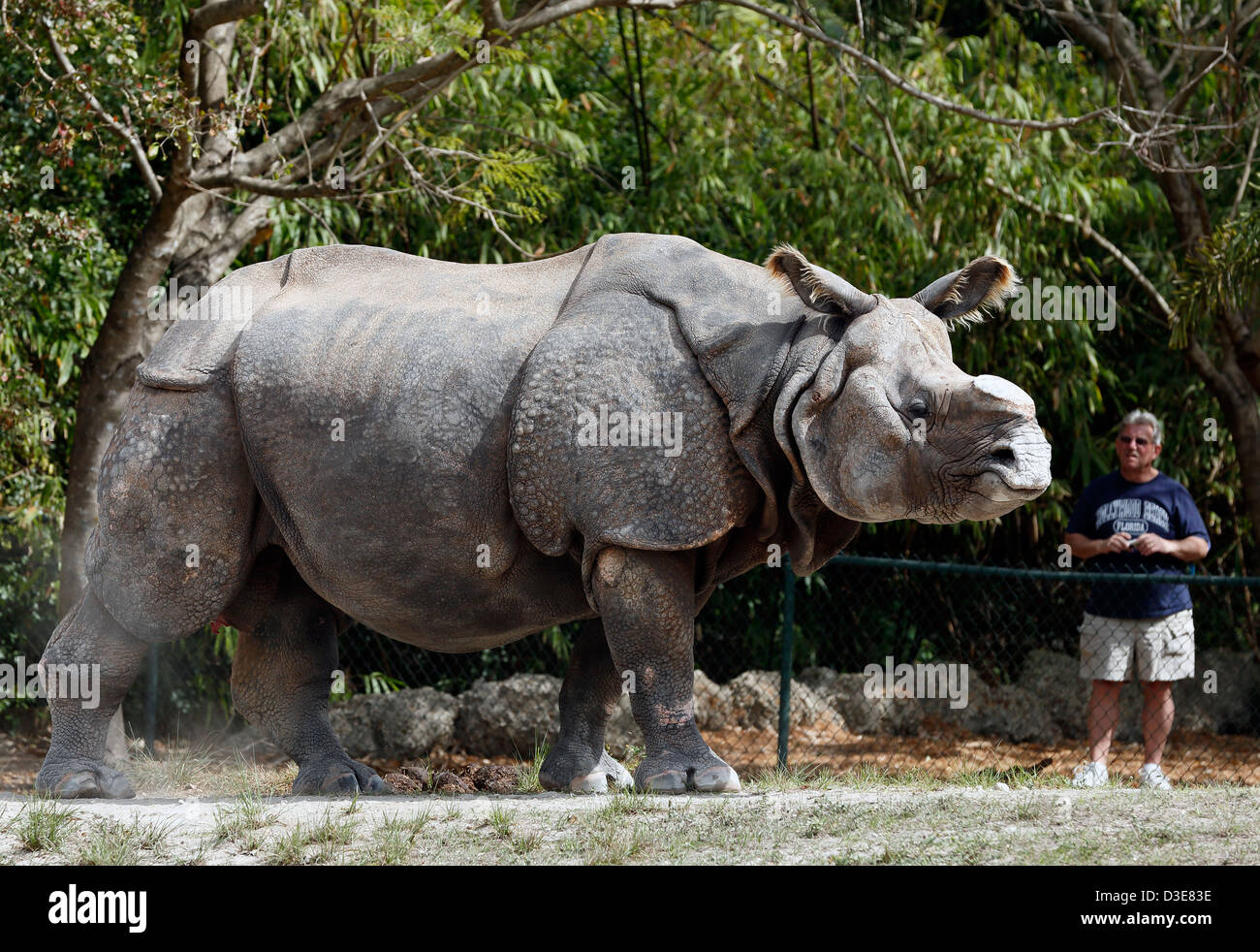 Il rinoceronte indiano, dello zoo di Miami Foto Stock
