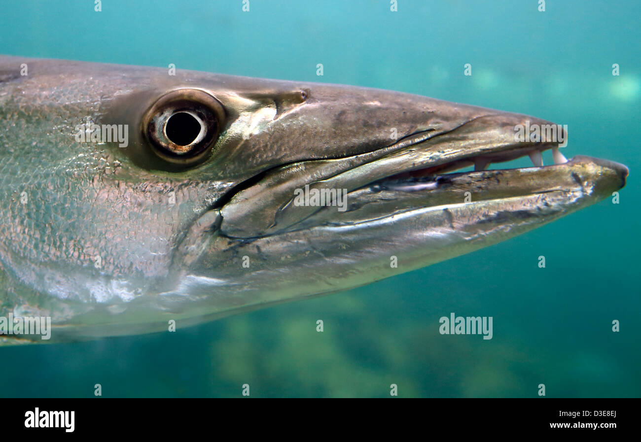 Acquario di acqua salata pesce grande barracuda Foto Stock
