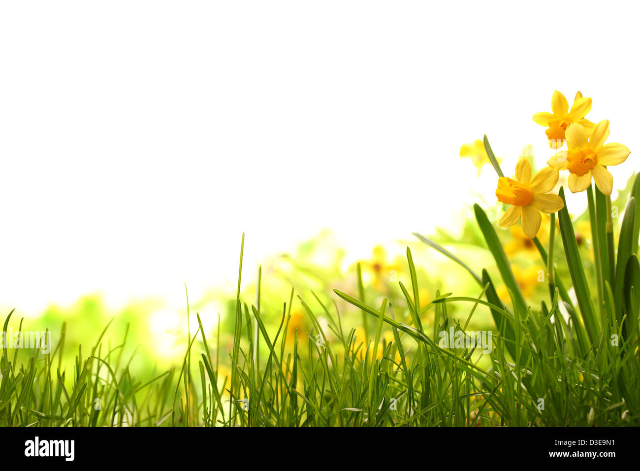 Daffodil fiori sul prato in primavera Foto Stock