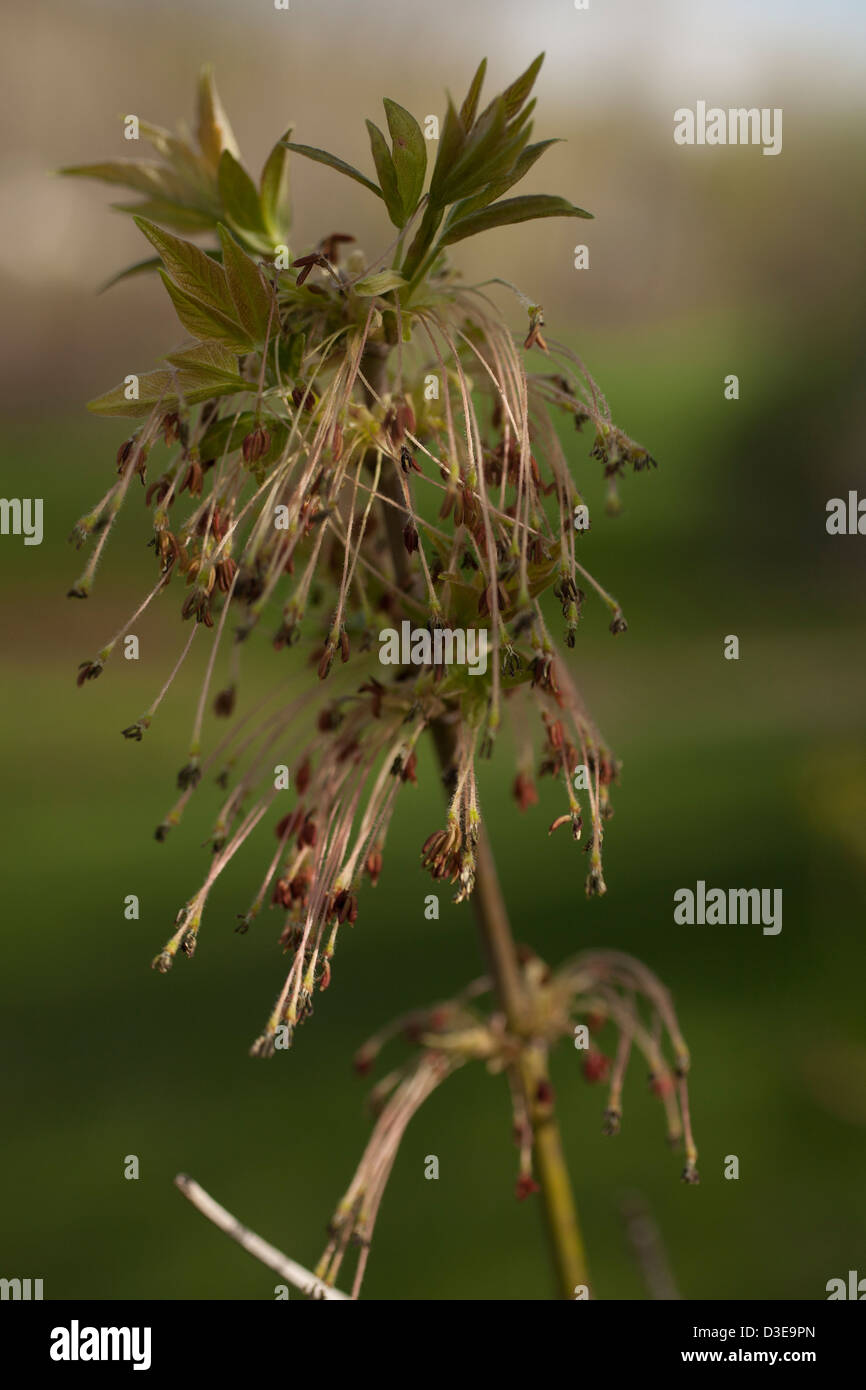 Box Elder ramo di albero (ashleaf acero Aceraceae ACER NEGUNDO ) ha semi formando sulle estremità dei trefoli di seta su una mattina di primavera Foto Stock