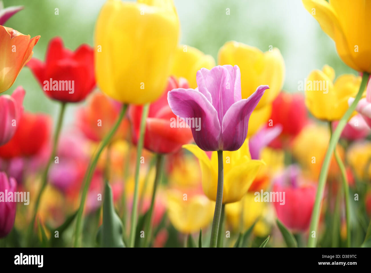 I tulipani che fioriscono in primavera Foto Stock