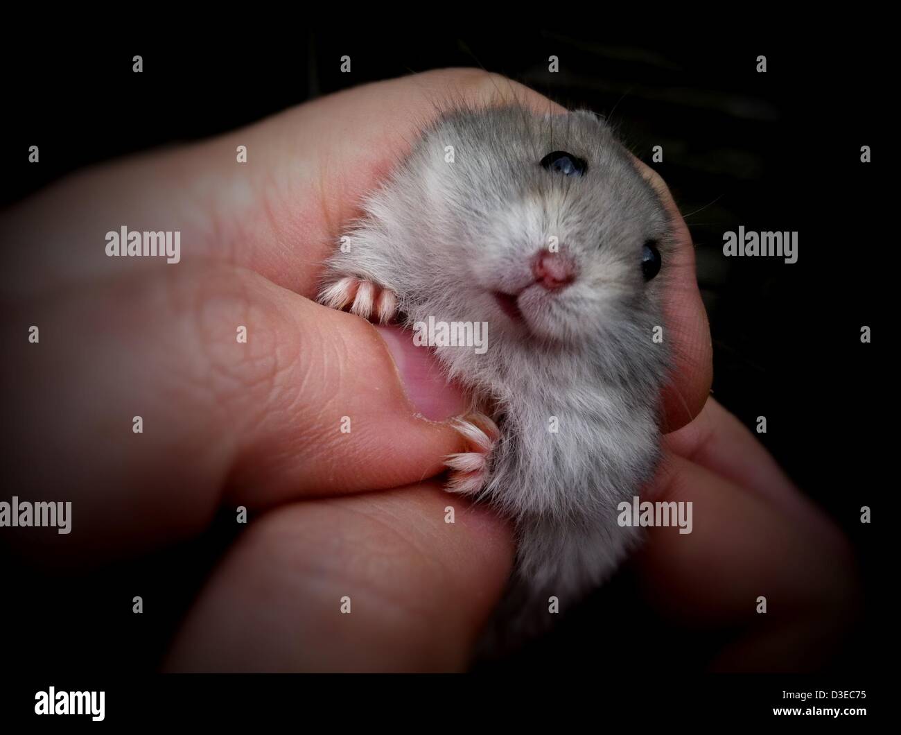 Febbraio 16, 2013 - Londra, Regno Unito - La Djungarian hamster (Phodopus  sungorus) è conosciuto anche come il criceto siberiano o inverno russo  white dwarf hamster. È a forma di sfera e
