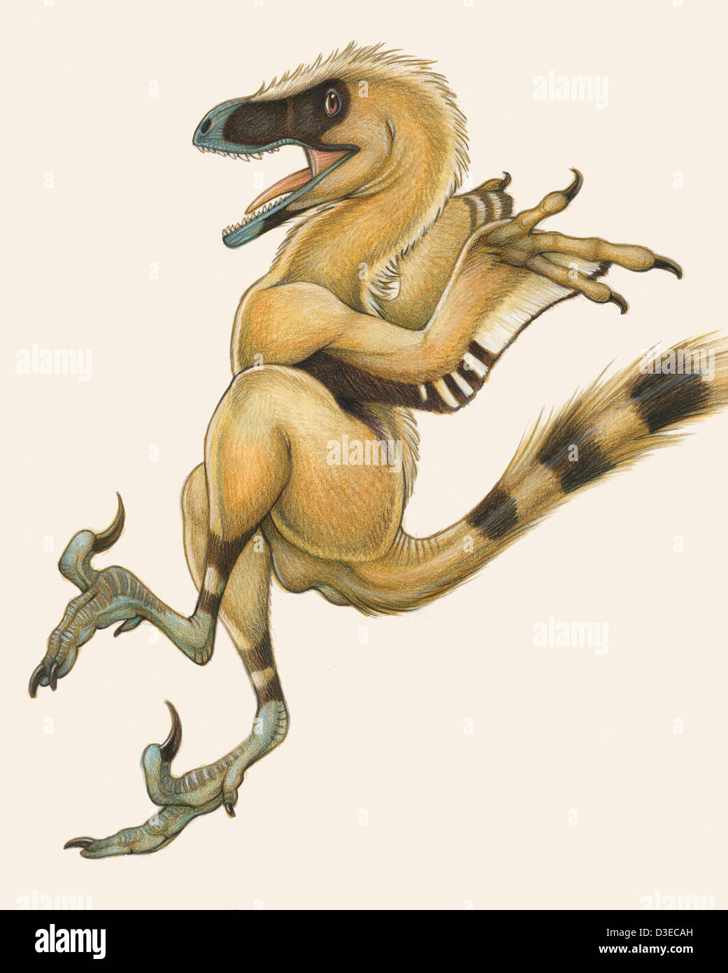 Bambiraptor, un uccello-come dromaeosaurid dinosaur dal tardo Cretaceo. Foto Stock