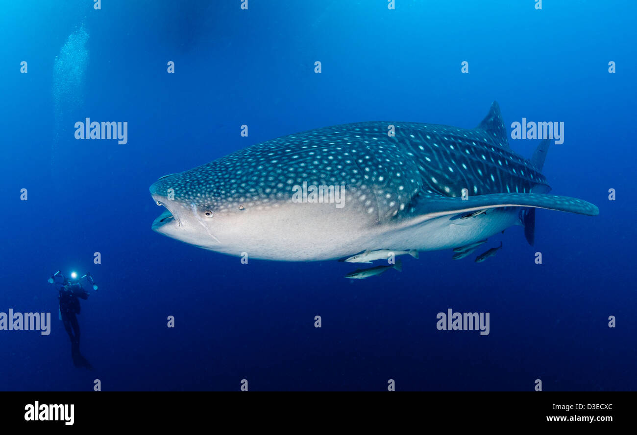 Squalo balena (Rhincodon typus) raccoglie sotto la piattaforma di pesca per alimentazione da reti fishermens, Papua, Indonesia. Foto Stock