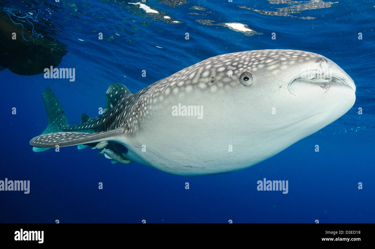 Squalo Balena Rhincodon Typus Raccogliere Sotto La Pesca Alle squalo-balena-rhincodon-typus-raccogliere-sotto-la-pesca-alle