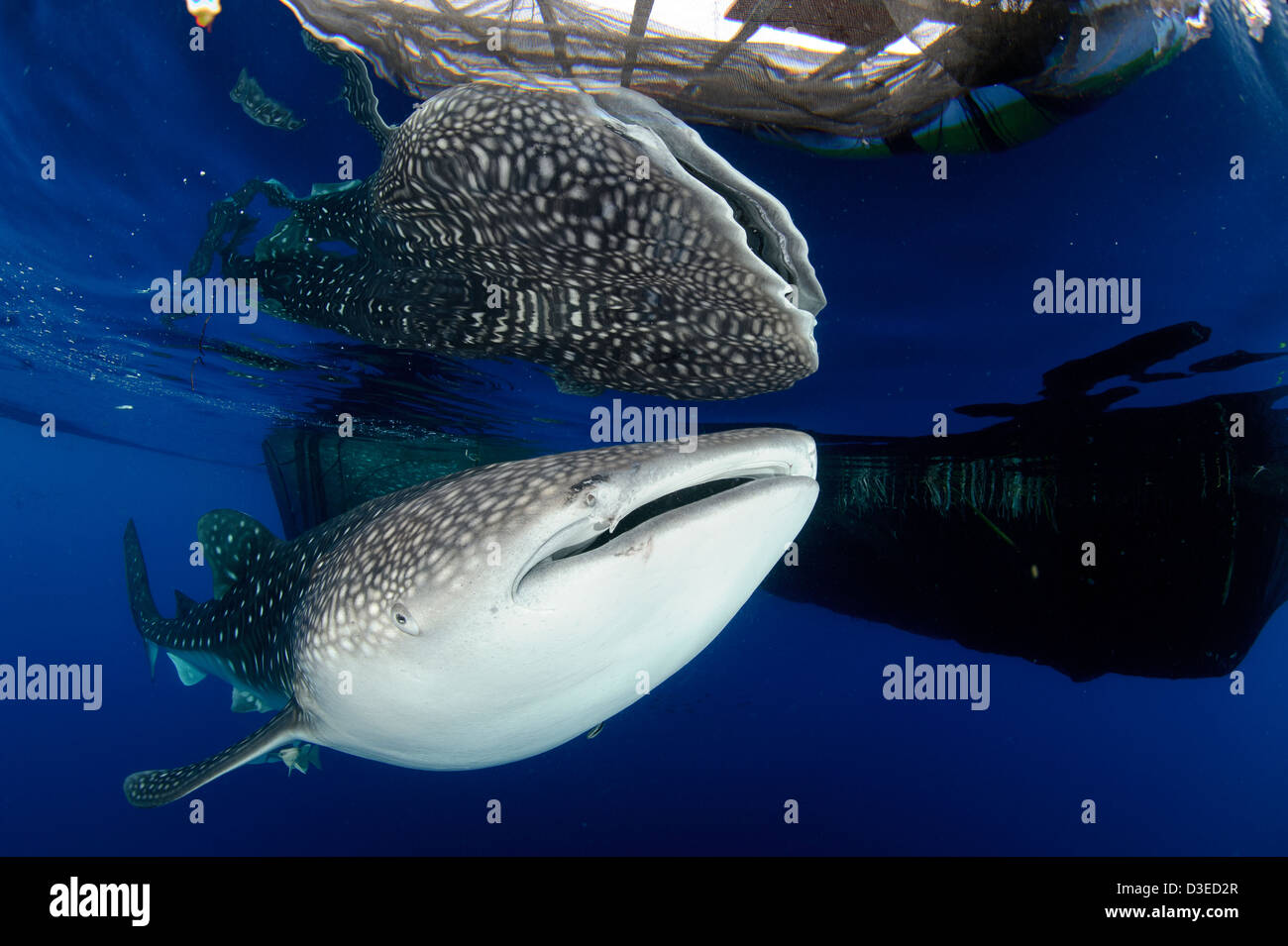 Squalo balena (Rhincodon typus) raccogliere sotto la pesca alle piattaforme di mangimi provenienti da reti fishermens, Papua, Indonesia. Foto Stock