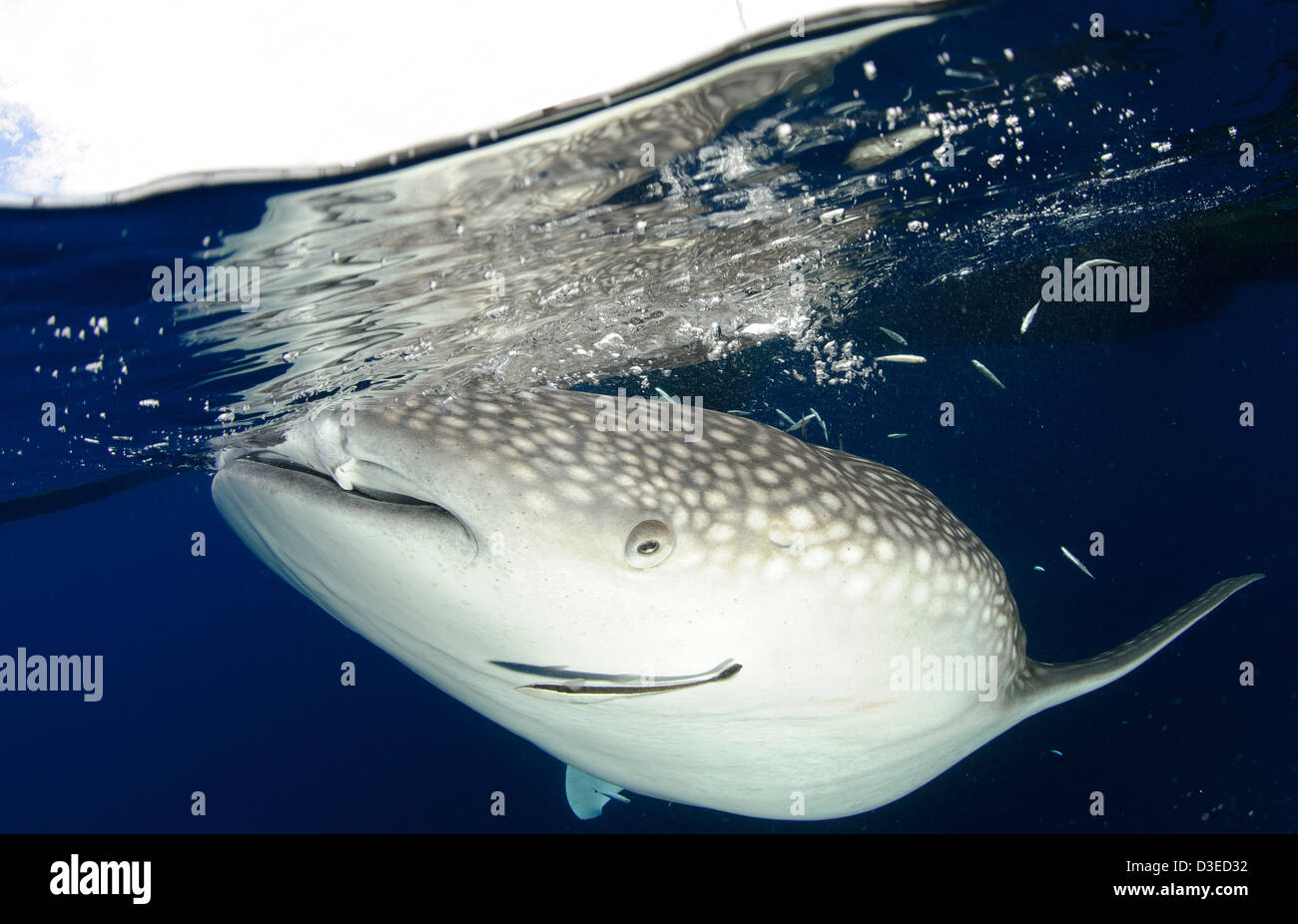 Squalo balena (Rhincodon typus) raccogliere sotto la pesca alle piattaforme di mangimi provenienti da reti fishermens, Papua, Indonesia. Foto Stock