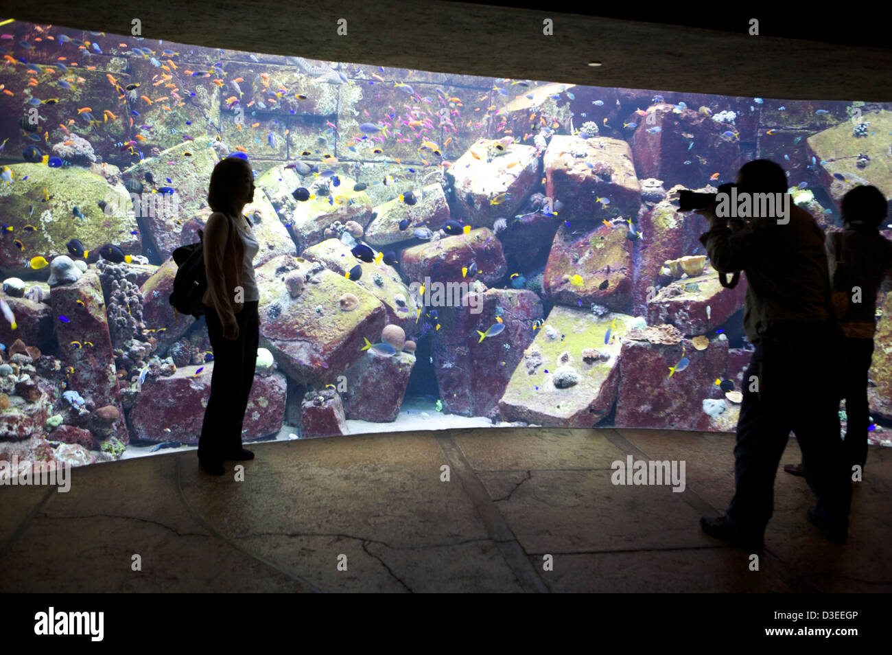 Visitatore pone accanto all'acquario pesce serbatoio in Atlantis Palm Hotel Dubai EMIRATI ARABI UNITI come un fotografo scatta una foto. Foto Stock