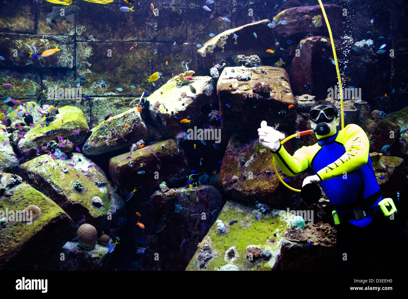 Un subacqueo pulisce la vasca dei pesci di vetro al acquario in Atlantis Palm Hotel mentre i pesci esotici nuotano intorno a lui. Foto Stock