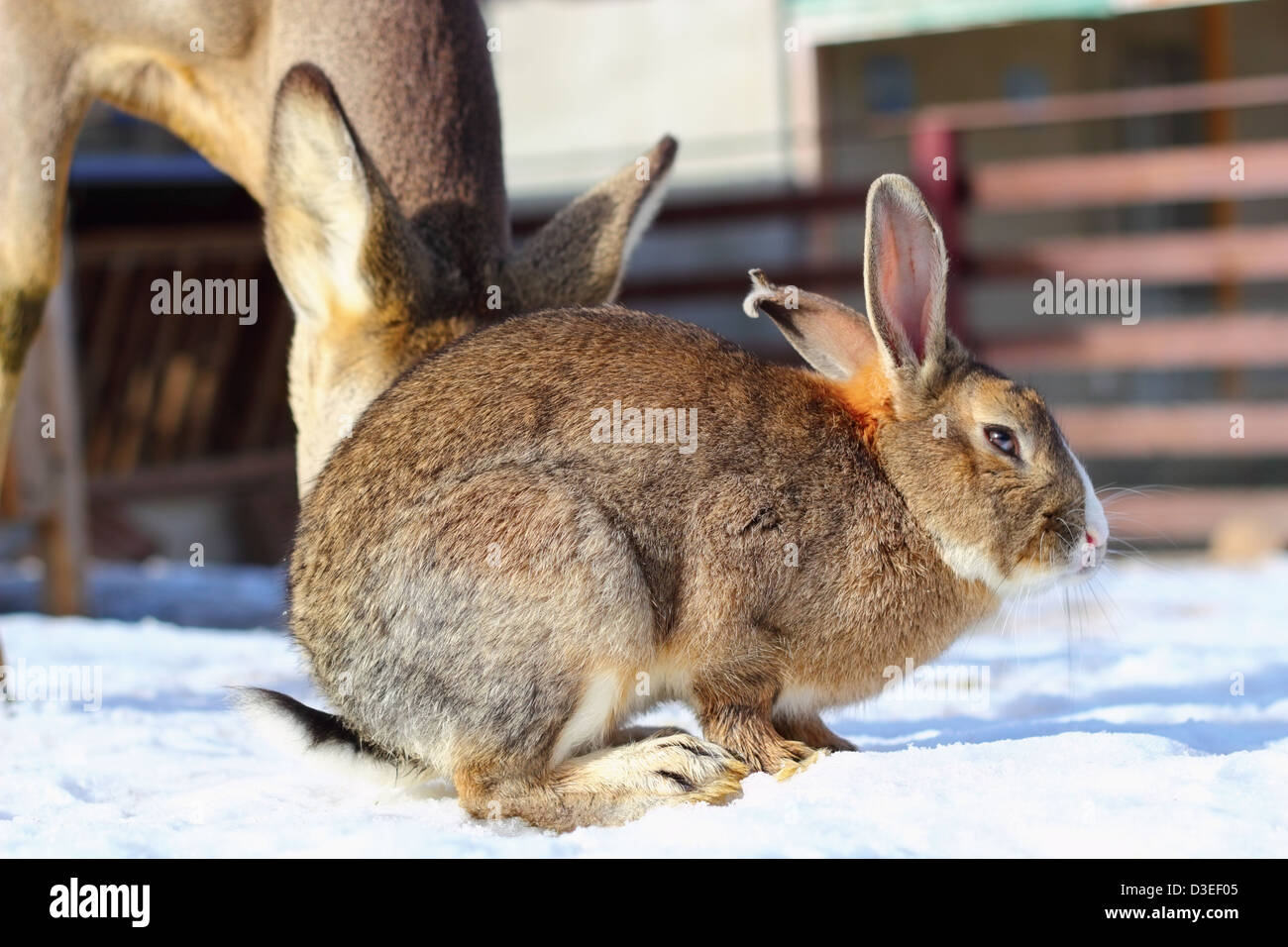 Coniglio marrone permanente sulla neve in un parco animale Foto Stock
