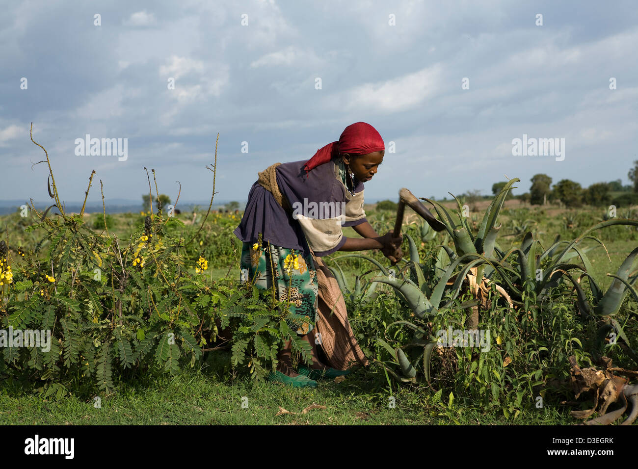 Villaggio KERENSO, ZONA WOLAYITA, sud Etiopia, 19AGOSTO 2008: quattro ragazze dal villaggio di raccogliere materiale vegetale Foto Stock