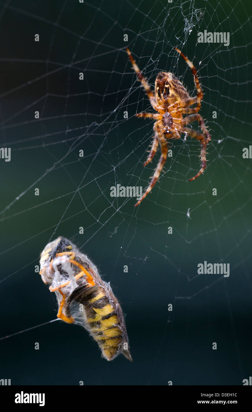 Close up ritratto di un giardino spider seduta in web aspettando la sua prossima vittima avente avvolto su una vespa Foto Stock