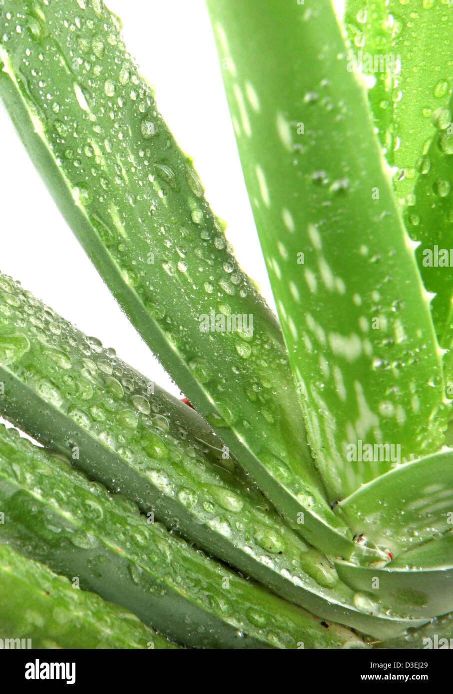 Aloe vera Foto Stock