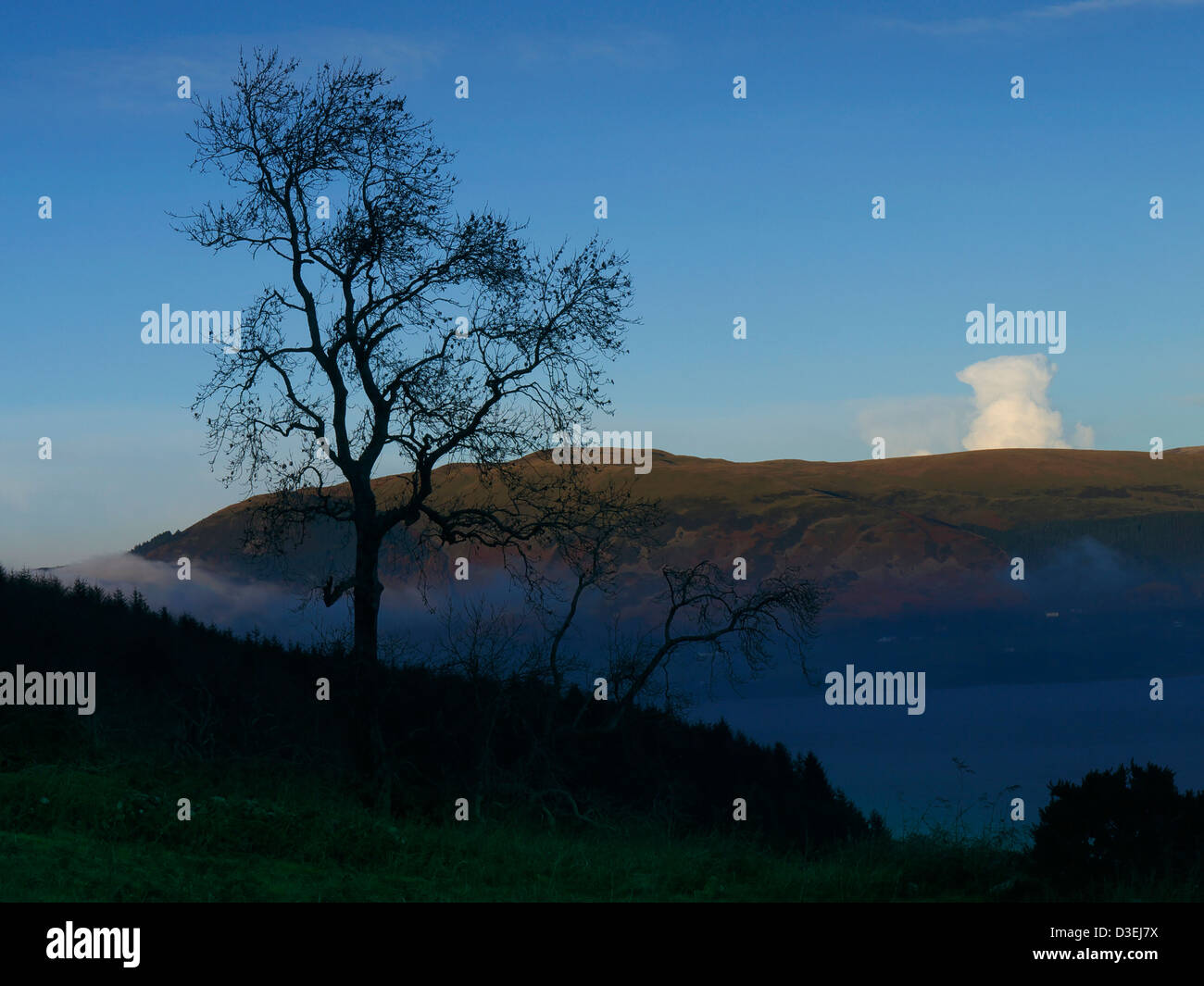 I fantasmi di albero in Cooley Montagne Co. Louth Irlanda Foto Stock