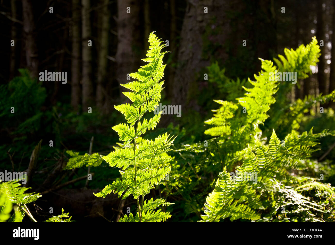 Bracken retroilluminato felce Pteridium aquilinum Dennstaedtiaceae familiari o Hypolepidaceae Foto Stock