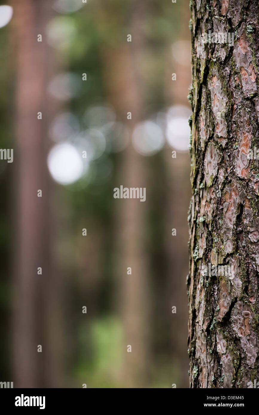 La natura in scena con la messa a fuoco poco profonda di pino tronco di albero nella foresta Foto Stock