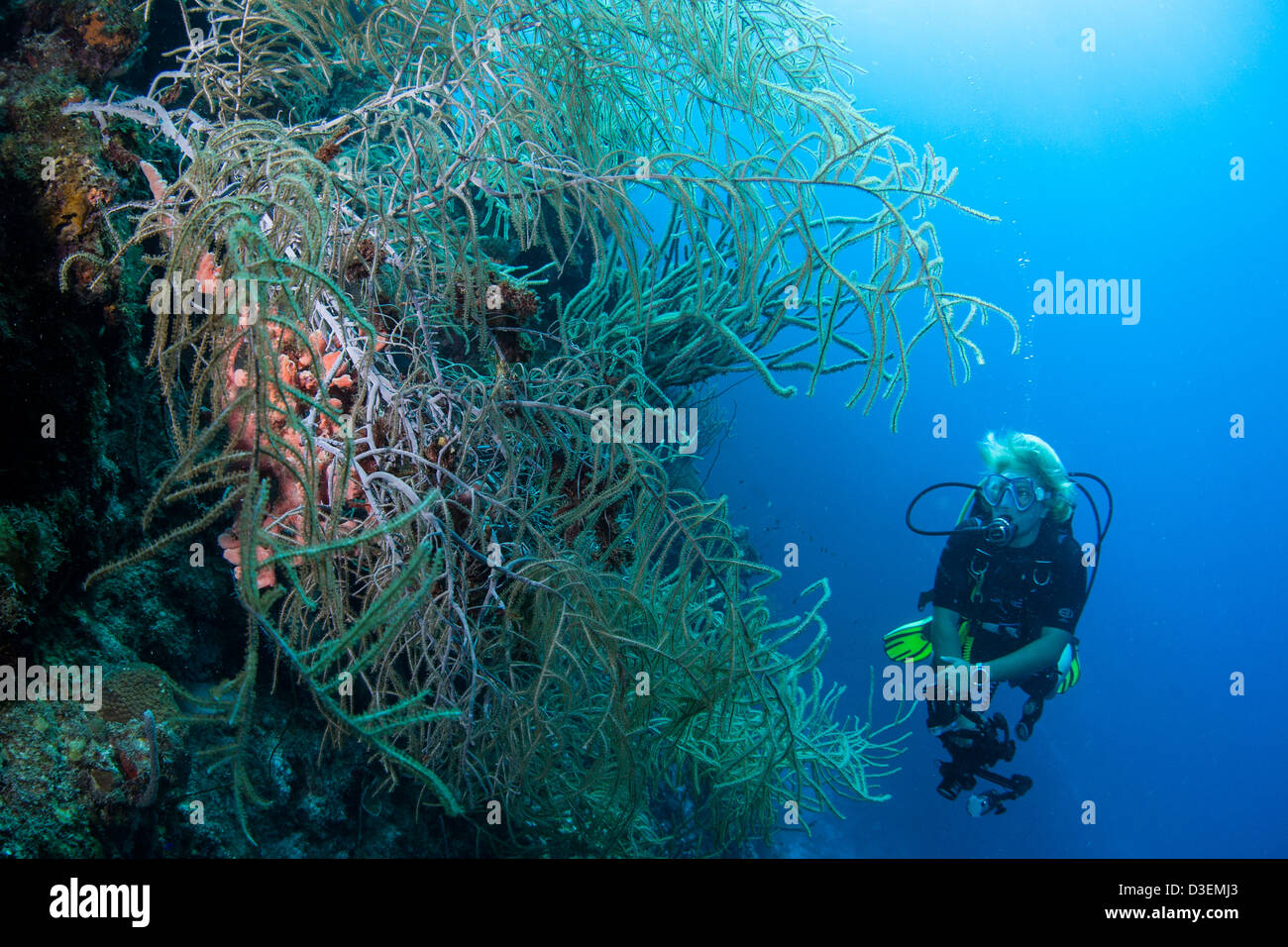 Sommozzatore nelle limpide acque dei Caraibi di Curacao Foto Stock