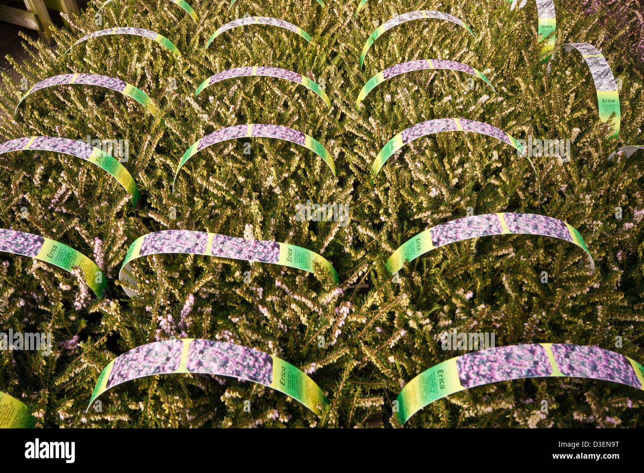 Garden Center Display di Erica erica Erica Ericas Foto Stock