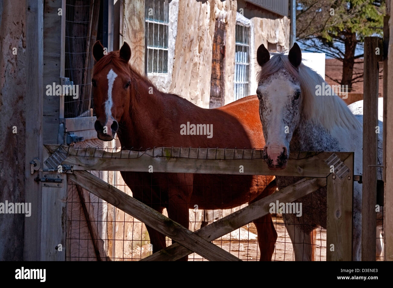Due cavalli guardando oltre il cancello da cortile Foto Stock