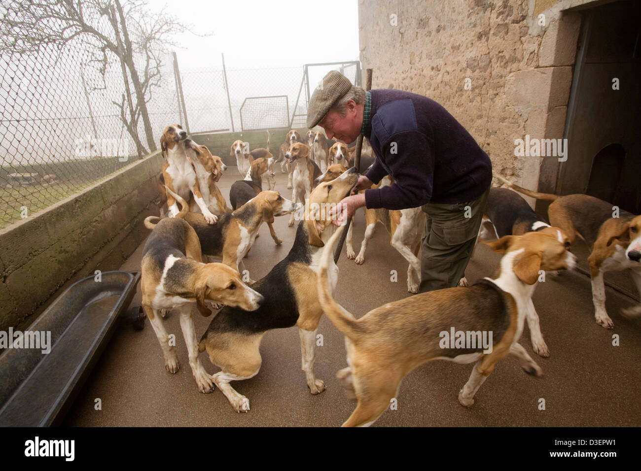 Daniel Thominet, il Rallye L'Aumance huntsman, a caccia di canili con il giovane tricolore anglo-français cuccioli Foto Stock