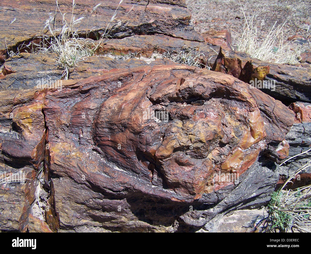 Il nodo pietrificato nel Parco Nazionale della Foresta pietrificata è una notevole formazione di legno fossilizzato, che mostra la storia geologica del parco e la conservazione degli alberi antichi. Foto Stock