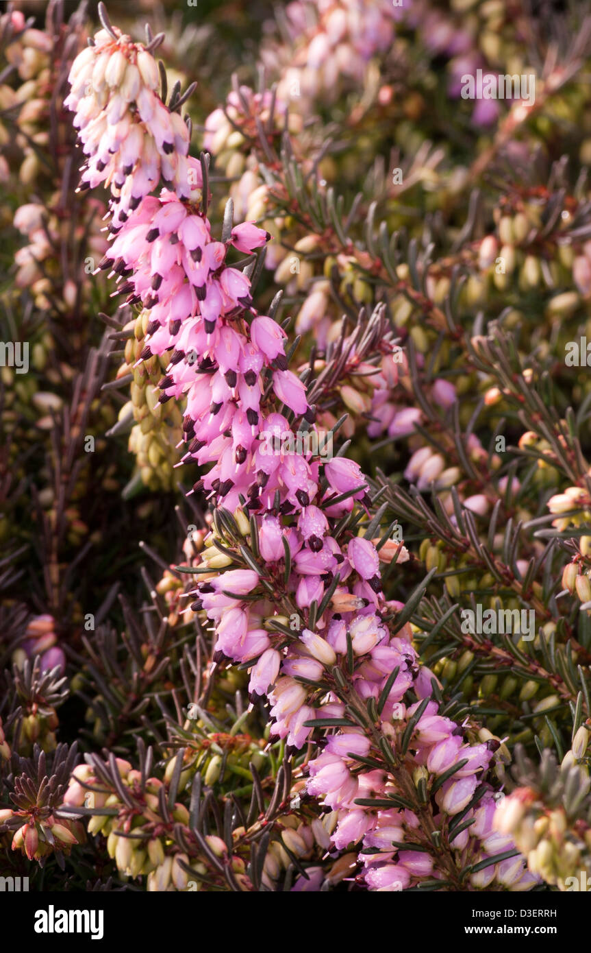 Fioritura invernale erica Erica carnea Foto Stock