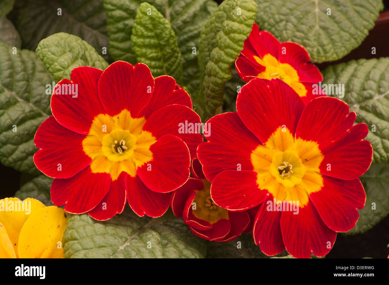 Red primule fiori di primavera REGNO UNITO Foto Stock