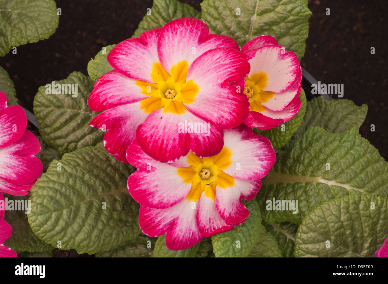 Il bianco e il rosso primule fiori di primavera REGNO UNITO Foto Stock
