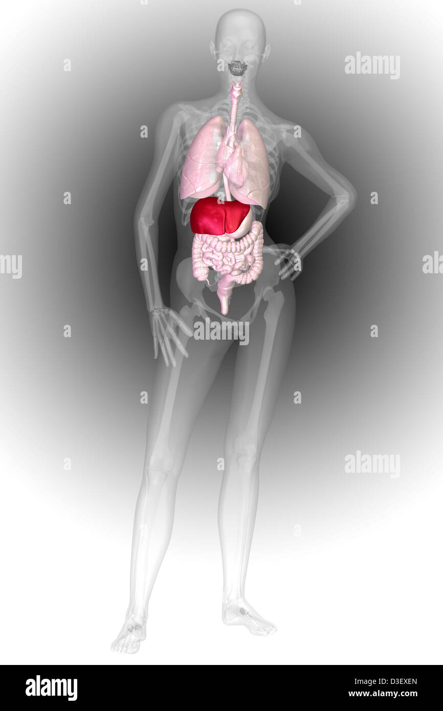 Illustrazione di scheletro umano e di sistemi di organi Foto Stock